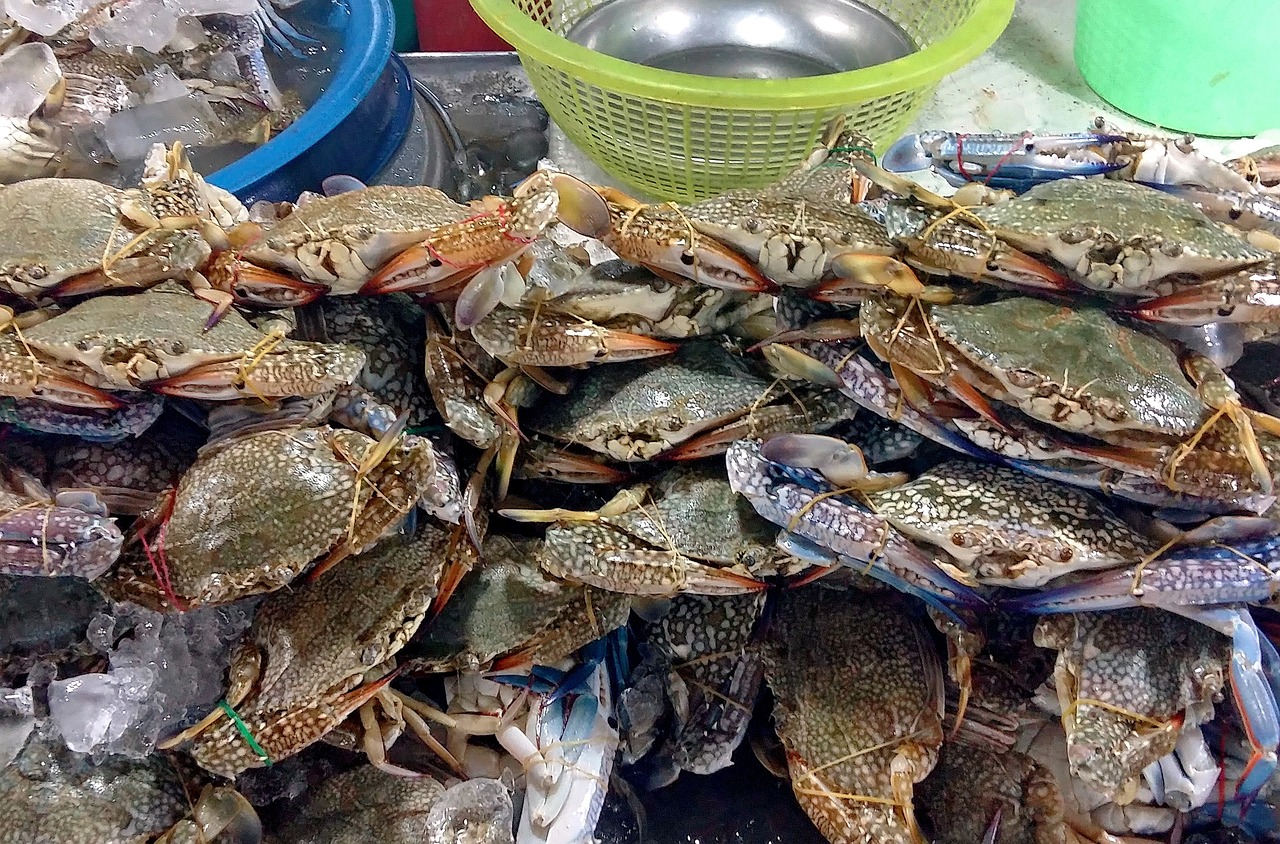 追求新鮮極致的海洋盛宴，最新鮮海鮮美食之旅