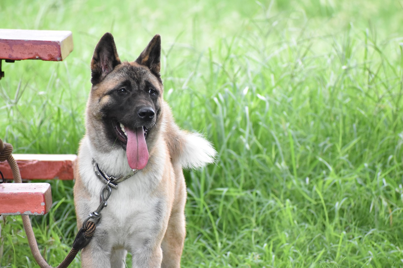 最新版牧羊犬，卓越的工作犬與忠誠(chéng)的伙伴