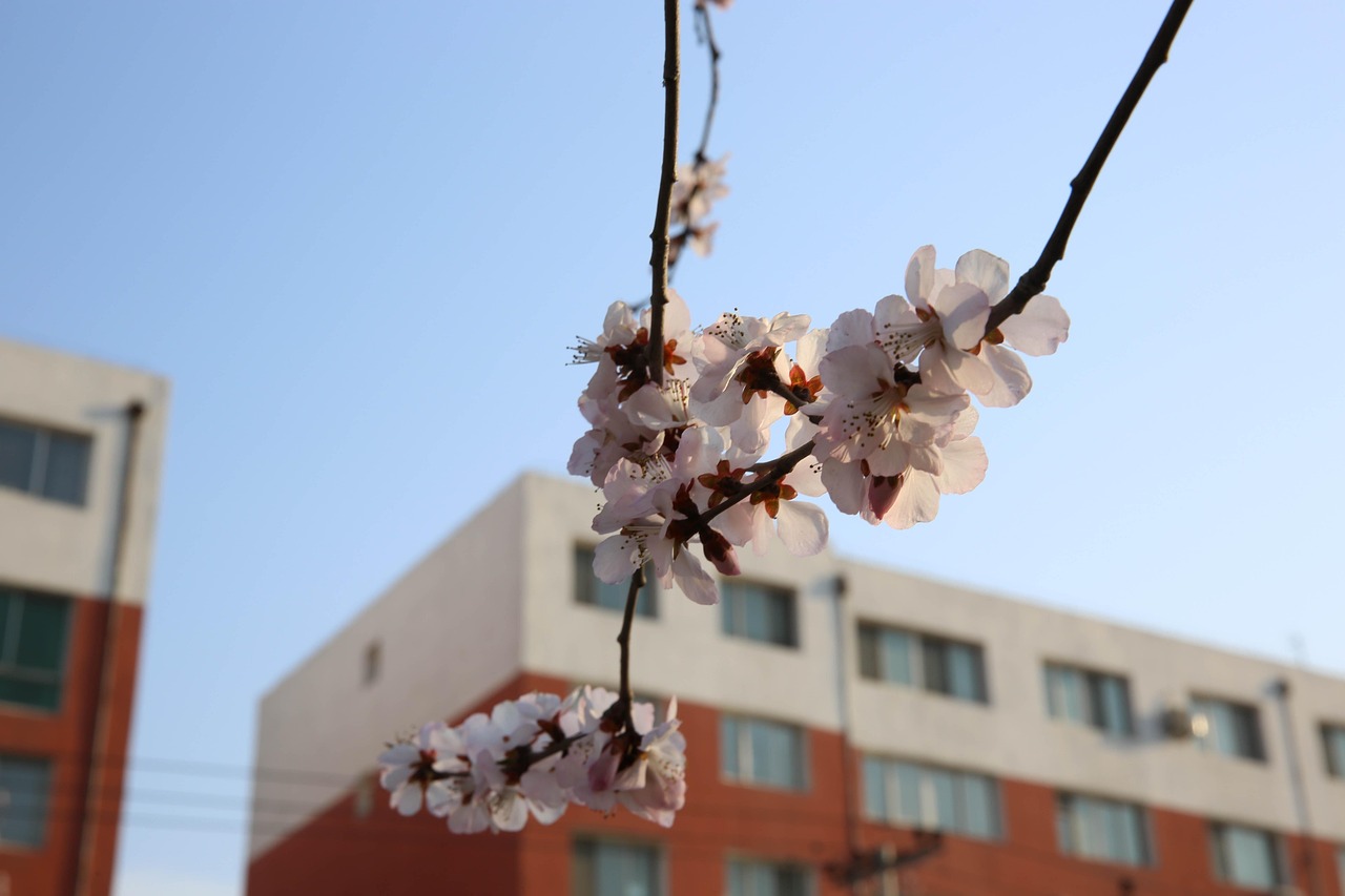 下載櫻花學(xué)校最新版，全新校園生活的沉浸式體驗